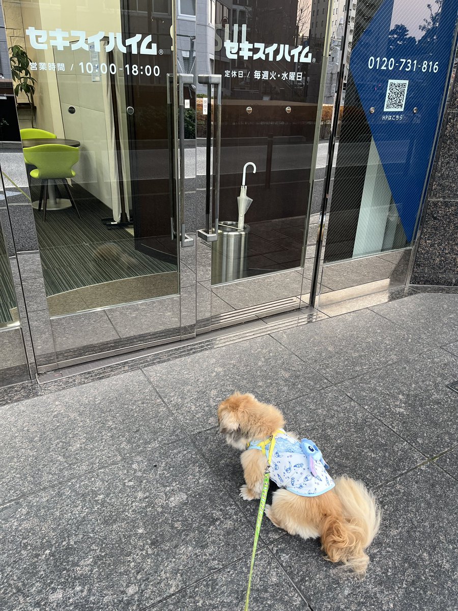 野原ゆこ tweet media