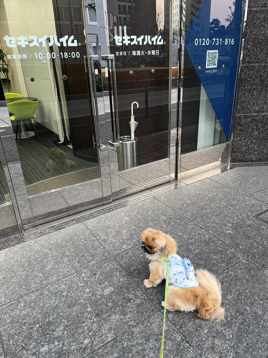 野原ゆこ tweet media