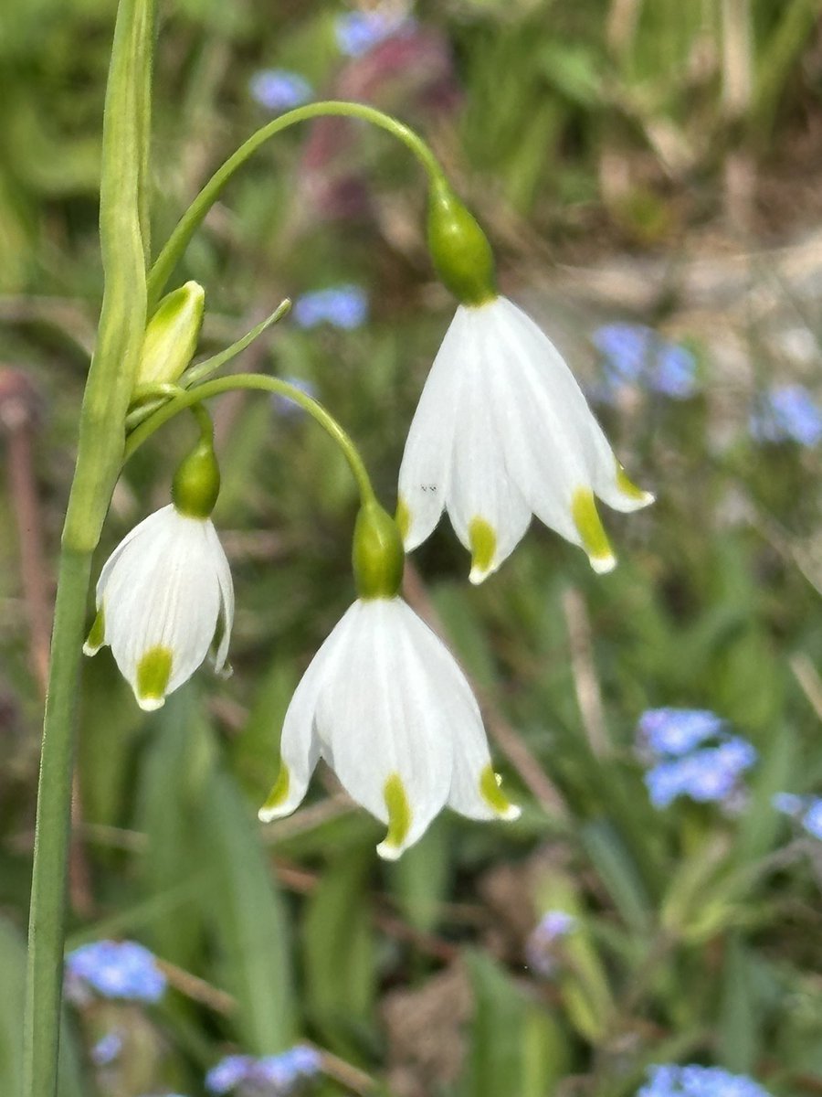 VanIsleGardener's tweet image. Aren’t they just perfect? Summer Snowflake - Leucojum aestivum #WhiteFlowerWednesday #SpringBulbs #SpringFlowers #Gardening