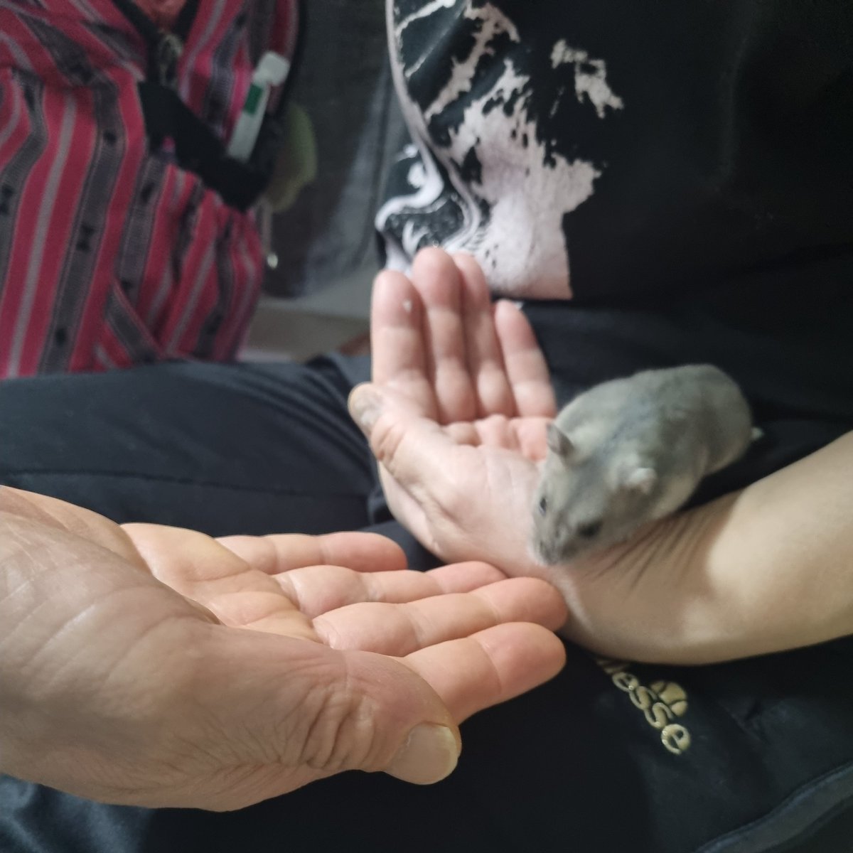 🅿️om tweet media