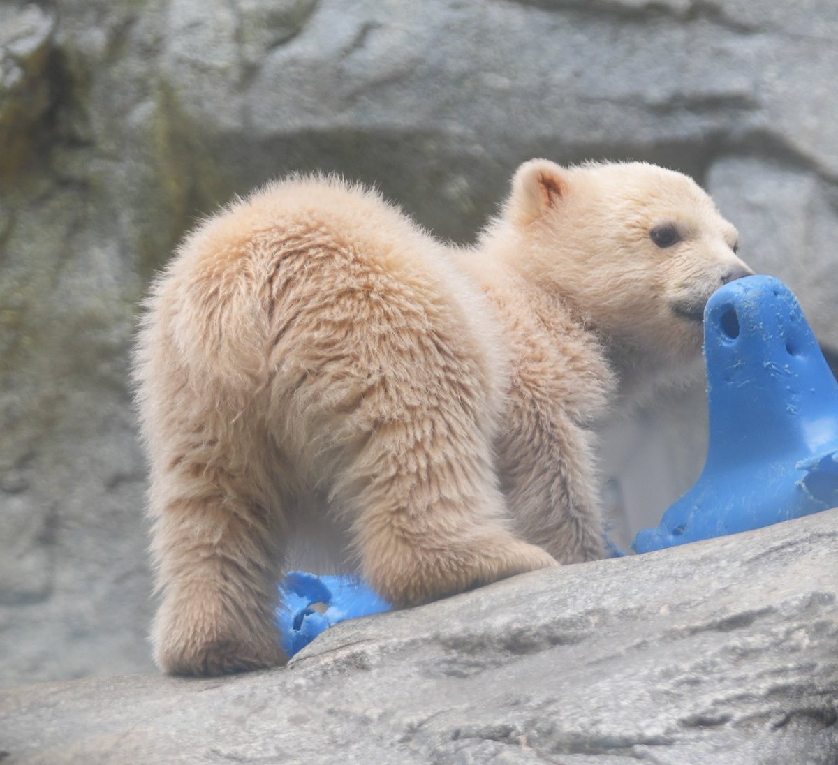 ヨッシー tweet media