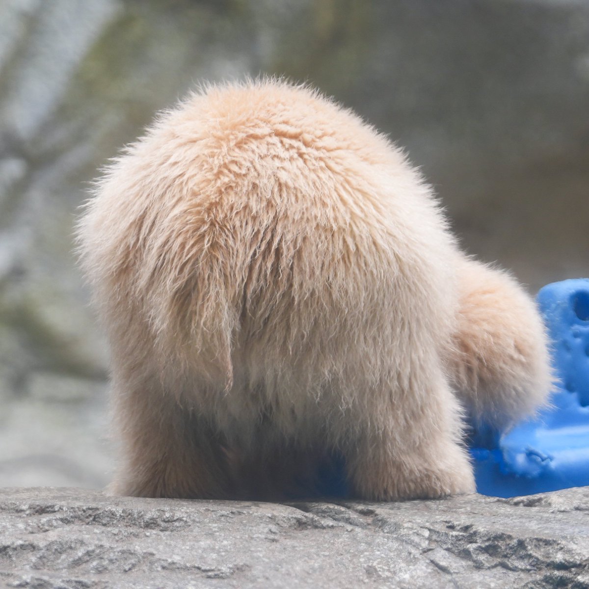 ヨッシー tweet media