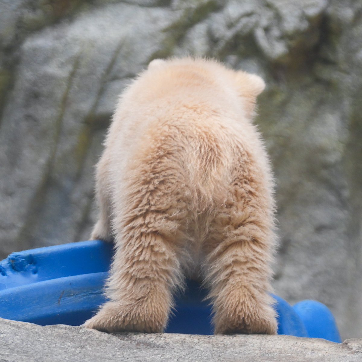 ヨッシー tweet media