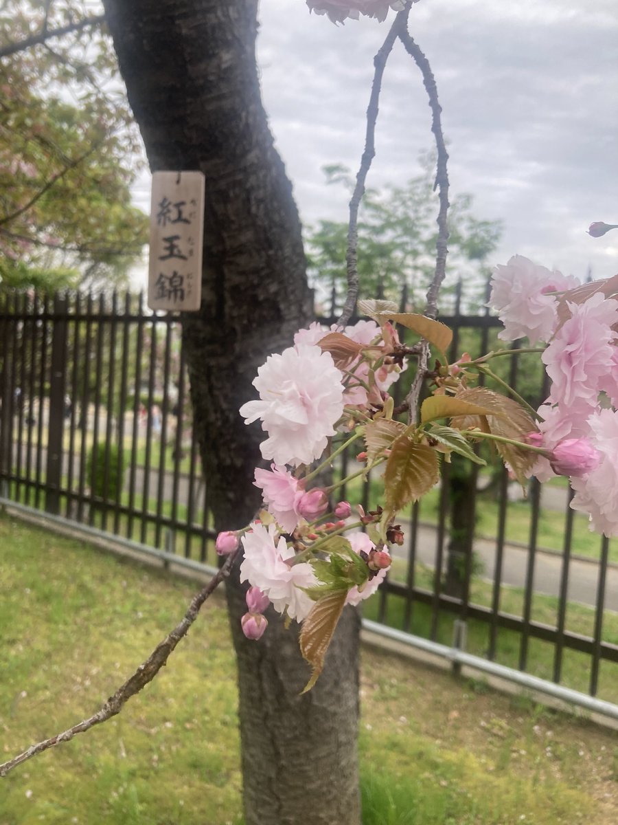 いけぽんど tweet media