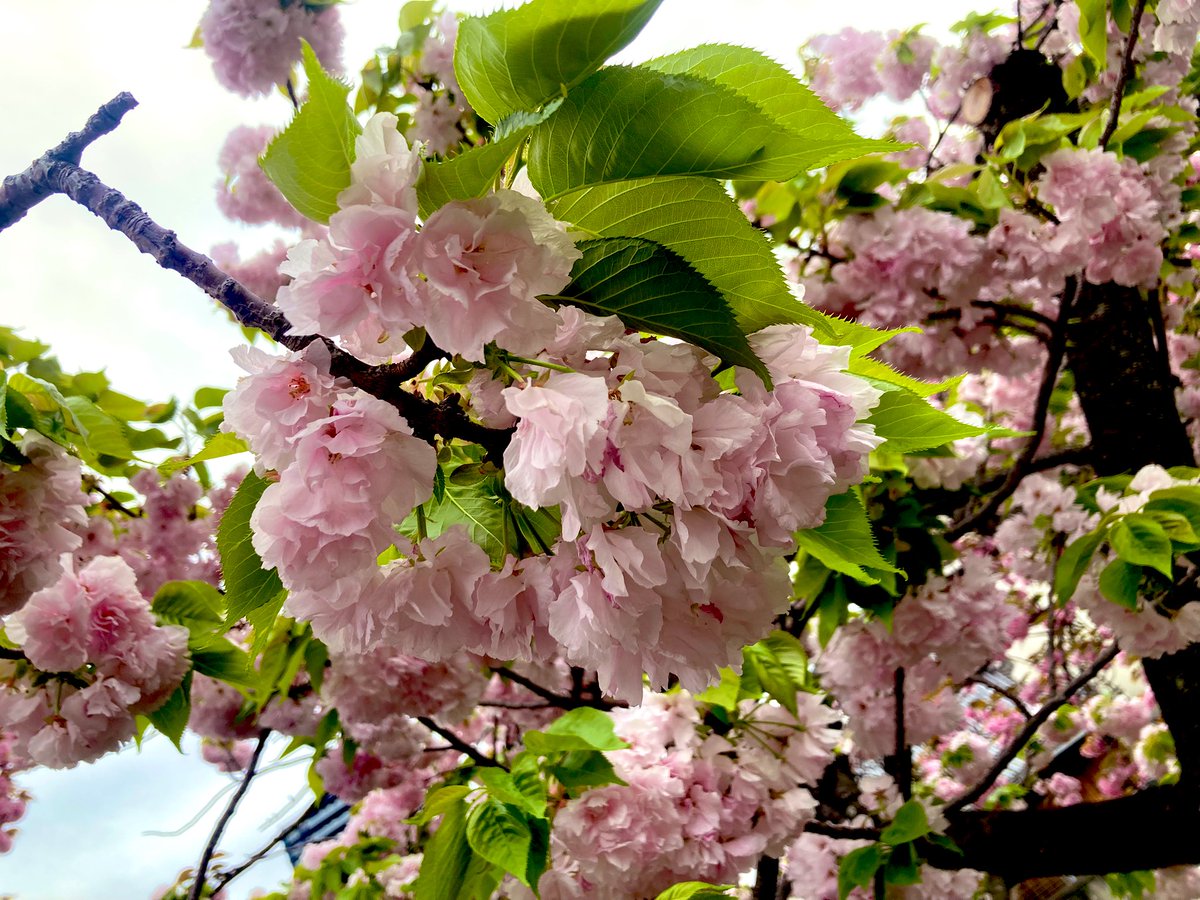 いけぽんど tweet media