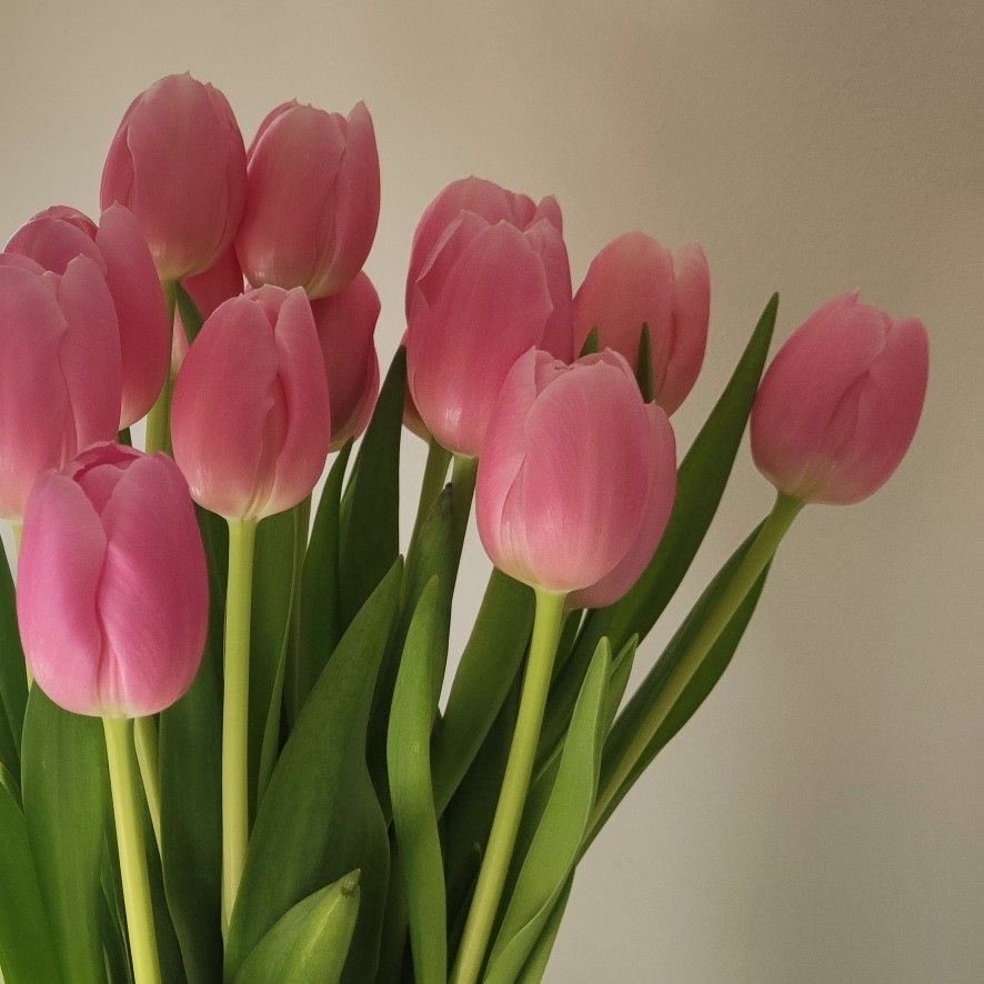 فريّا tweet media