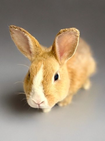 eastvalleybun's tweet image. My friends at Agoura Hills Animal Shelter have Thumper who is a little button. He is really easy going. It’s clear he wasn’t taken care of very well but he is so incredibly affectionate. He is super cute too. Let’s find him a rescue or forever home…Call 1-818-991-0071 #adopt