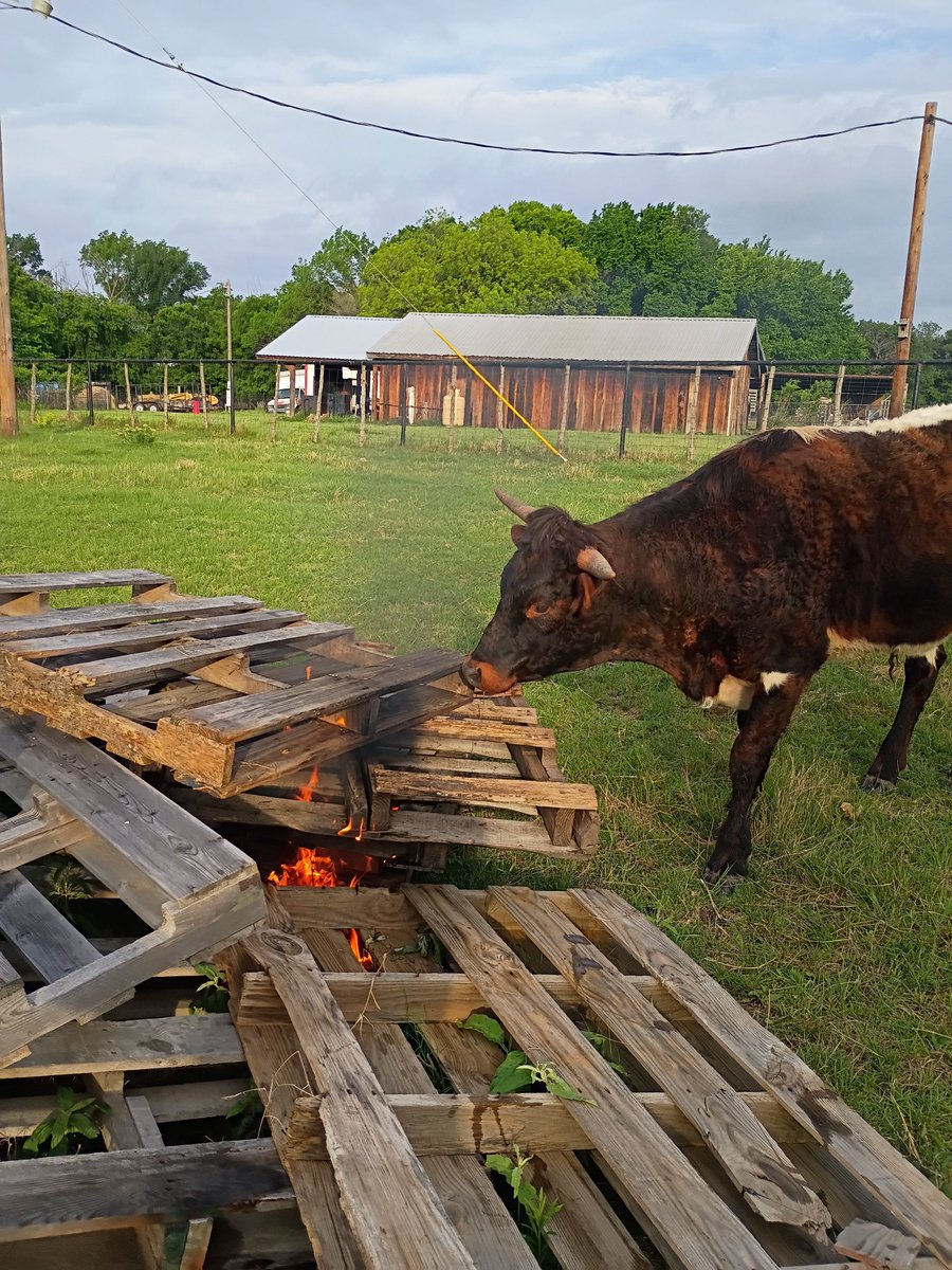 BuffaloRon tweet media