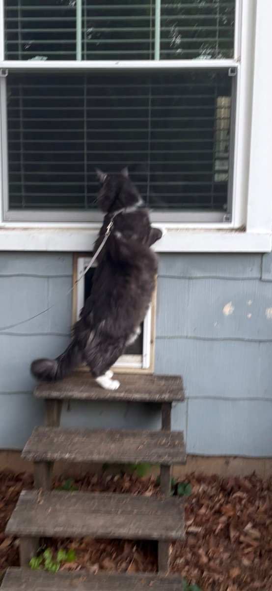 Found some steps a lil door and I can look in this window.   👀😸😻