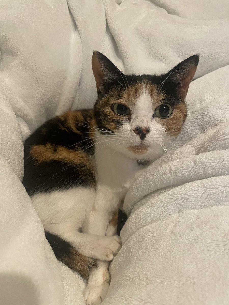 なかざわ とも tweet media