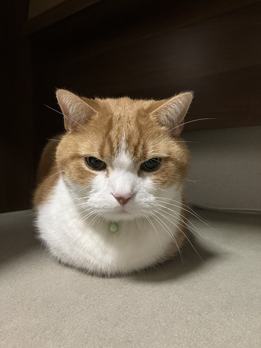 祖国さん_保守党と参政党支持者はフォローしてこないでね😉 tweet media