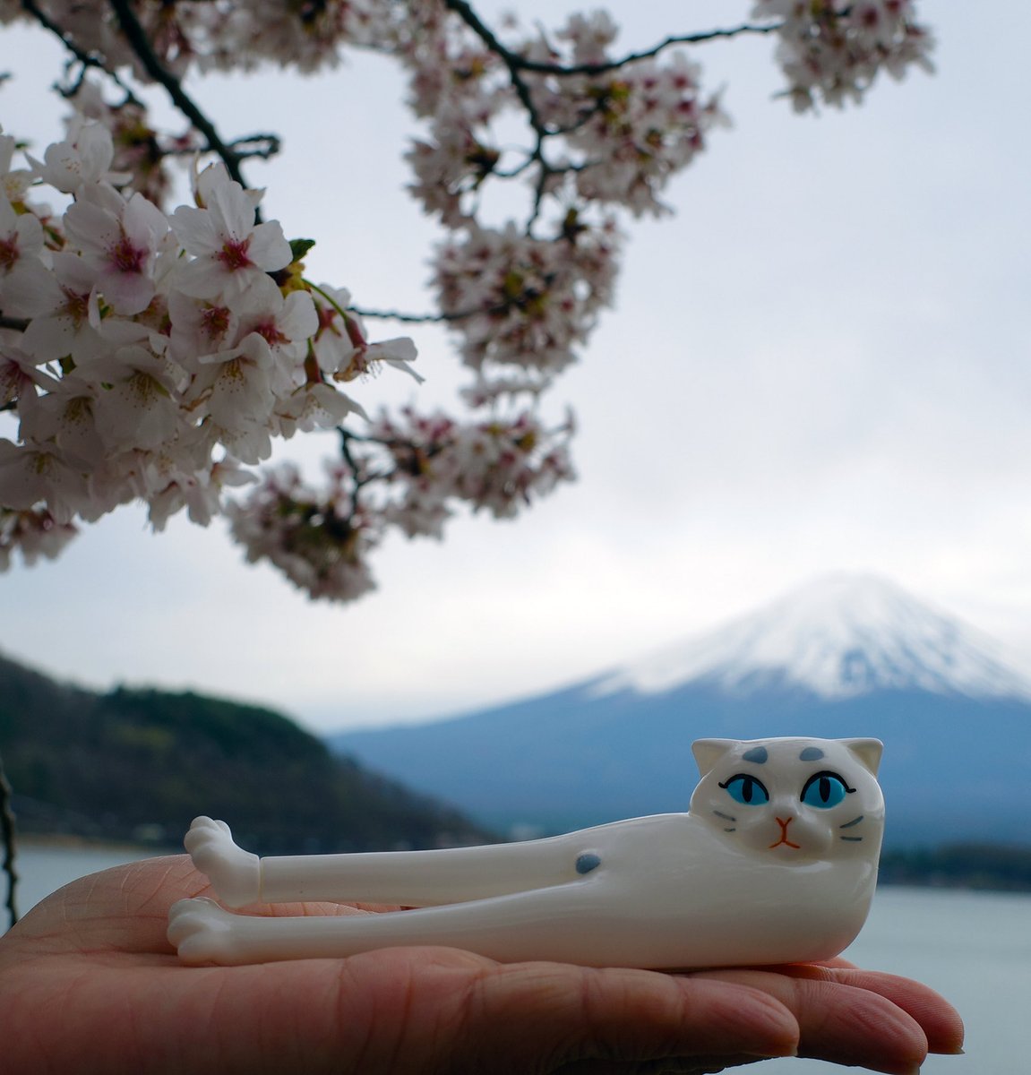 Piaooooo_'s tweet photo. いい天気ですね

#piaooooo #leggymew https://t.co/pRT5VEa55k