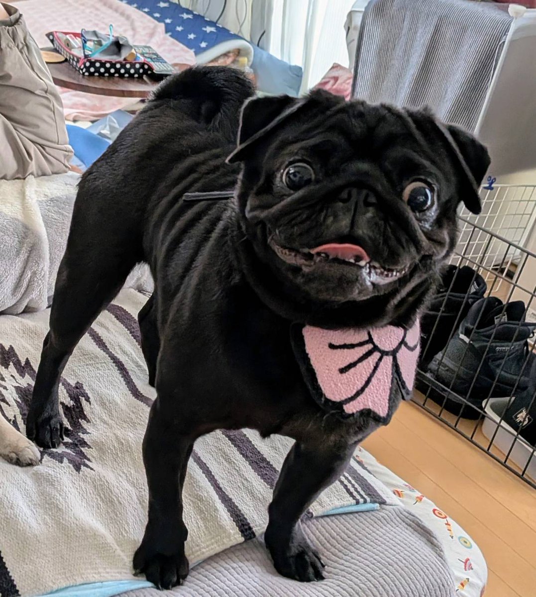 黒パグ