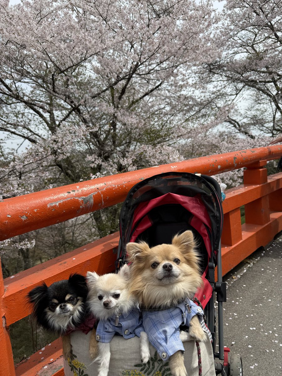 NodaMeguMicky's tweet photo. @ArturGalata 今年のお気に入り桜の写真TOP3を送りまーす
神戸の敦盛桜と帆船日本丸、そして吉野の桜と愛犬です
来年は是非！ https://t.co/M4JQlseziM