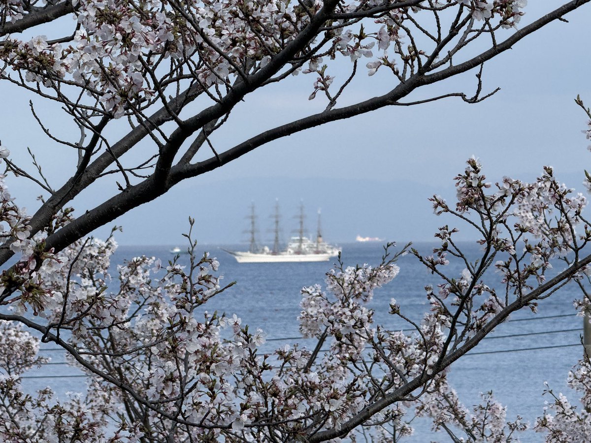 NodaMeguMicky's tweet photo. @ArturGalata 今年のお気に入り桜の写真TOP3を送りまーす
神戸の敦盛桜と帆船日本丸、そして吉野の桜と愛犬です
来年は是非！ https://t.co/M4JQlseziM