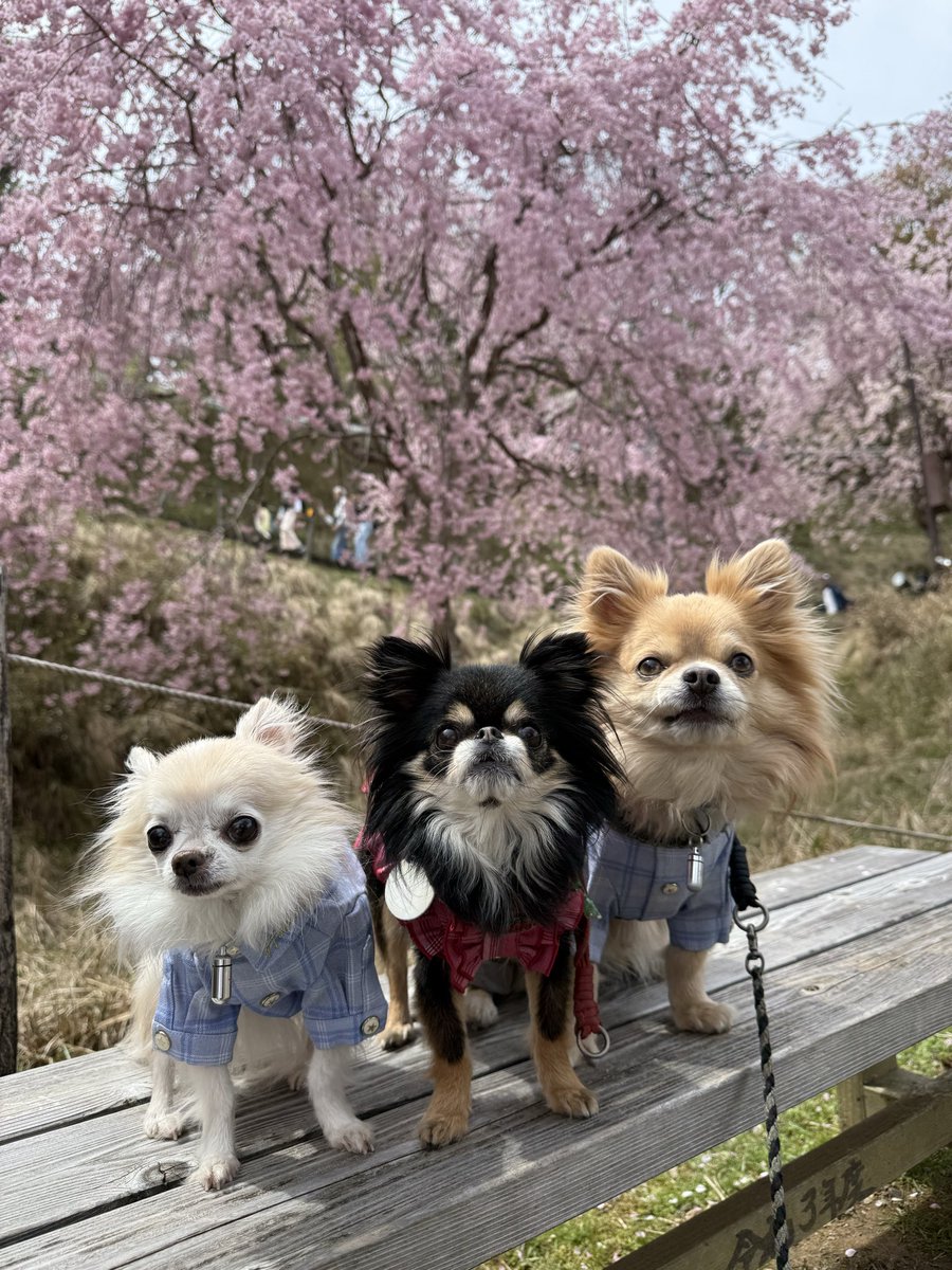 NodaMeguMicky's tweet photo. @ArturGalata 今年のお気に入り桜の写真TOP3を送りまーす
神戸の敦盛桜と帆船日本丸、そして吉野の桜と愛犬です
来年は是非！ https://t.co/M4JQlseziM