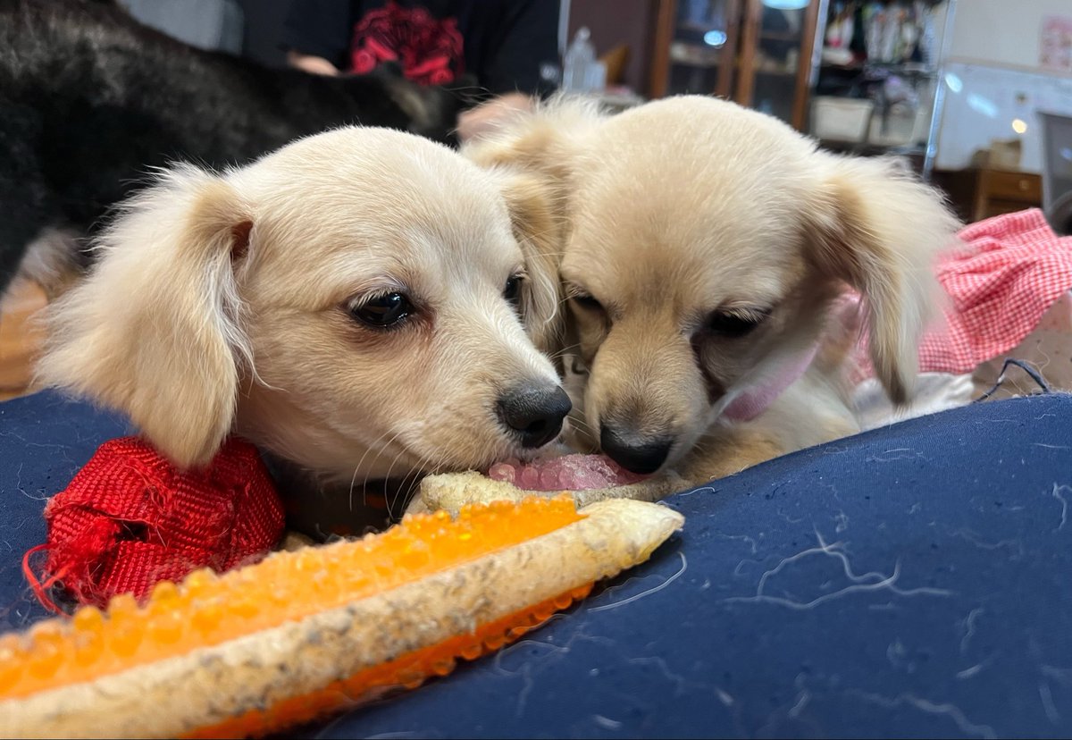 あかね🌸異世界×JUMP tweet media