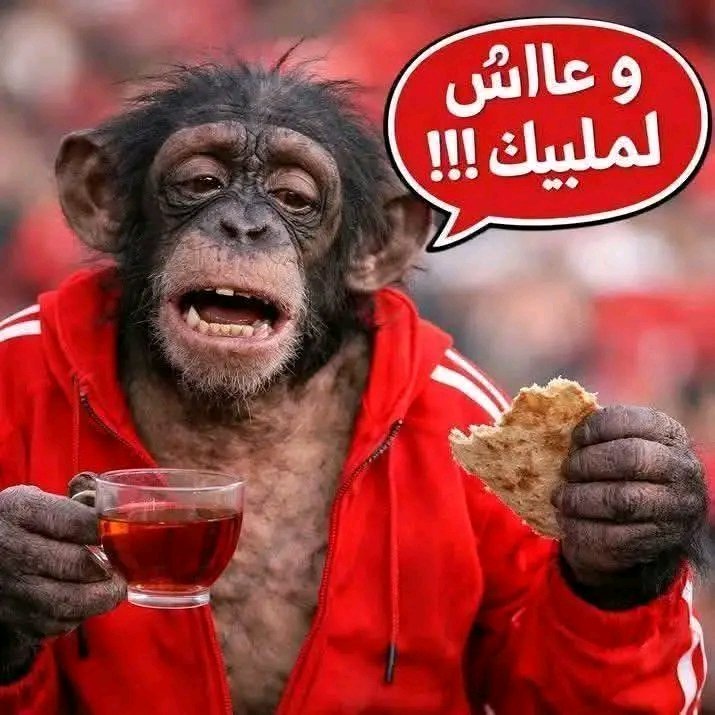 sandra55669's tweet photo. @DREAMERCUP @SG46206016 قرد الصهاينة اللقيط بلد النجاسة والسياحة الجنسية 🏳️‍🌈🏳️‍🌈🇮🇱🤮🇮🇱🇲🇦🇲🇦 انجس بلد بلد المعاصي والمبيقات 18.3مليون سيدا كل البلاد ايدز https://t.co/p0PVoTxq4Y