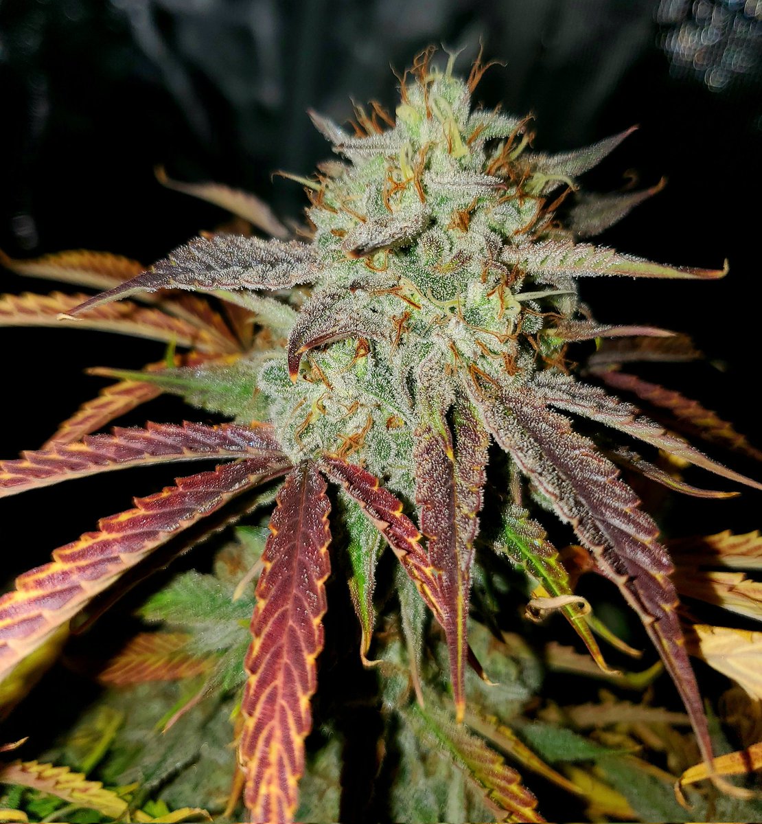 Medical Grower 420 🇺🇸 tweet media