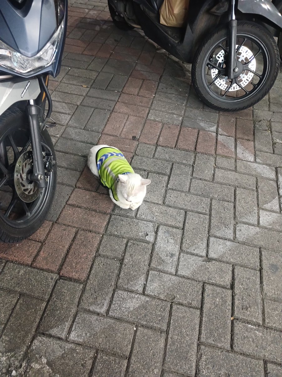 patapatapon tweet media