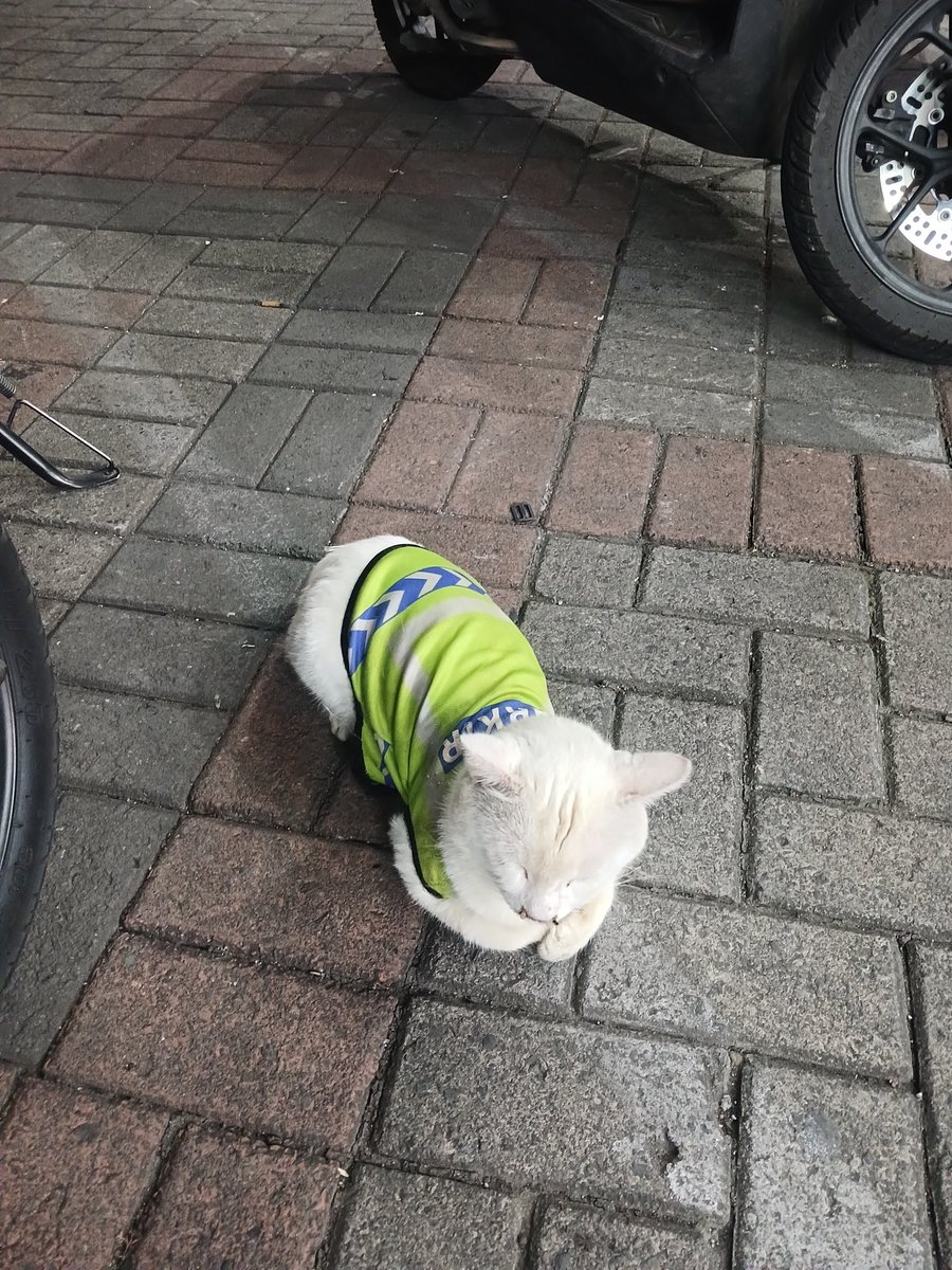 patapatapon tweet media