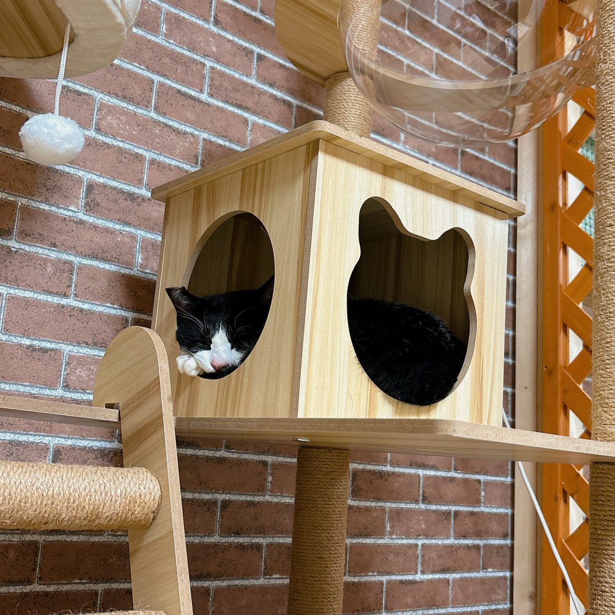 Sally22816's tweet photo. 小さいとこでも寝るようになった。

#猫 https://t.co/MSsDvkRjdE