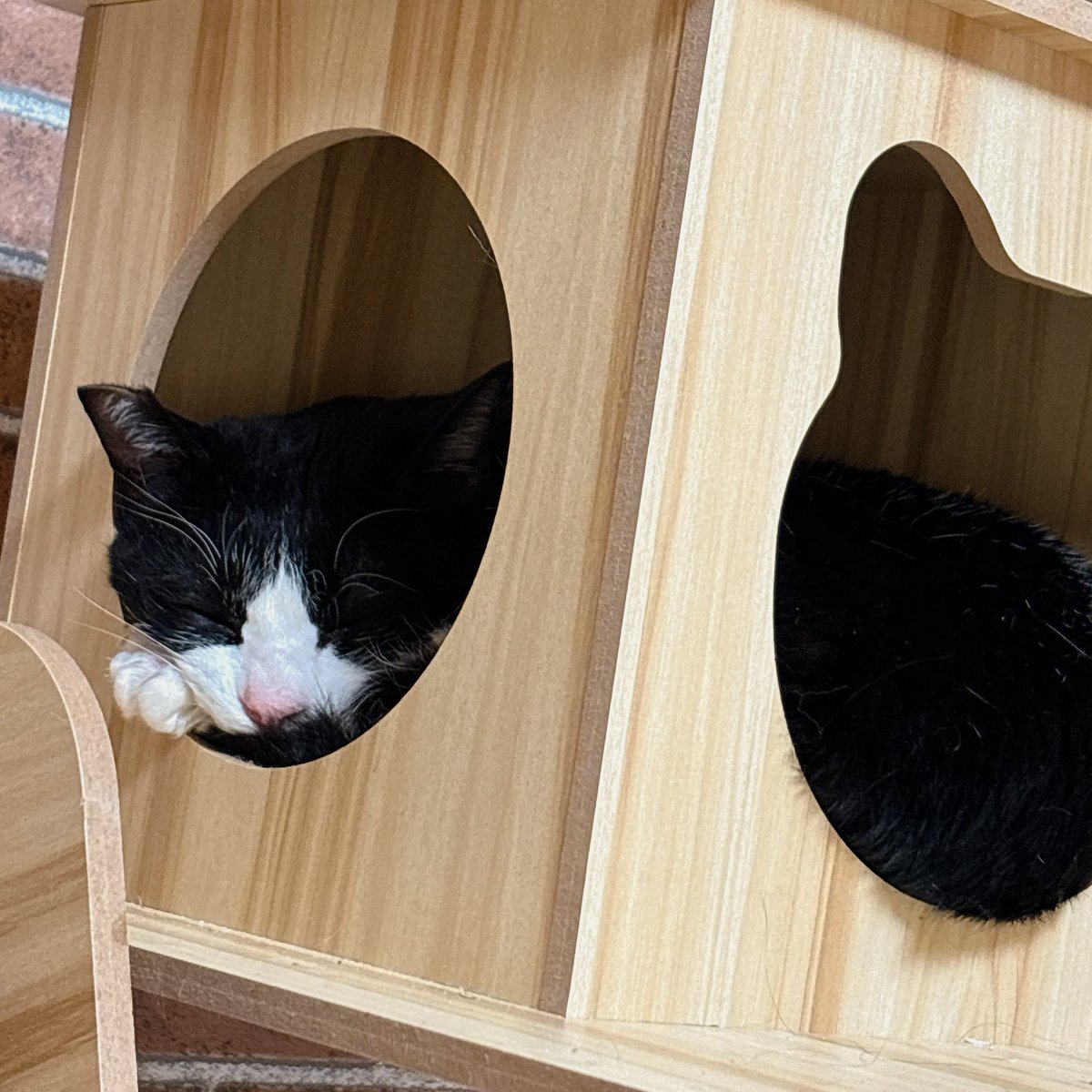 Sally22816's tweet photo. 小さいとこでも寝るようになった。

#猫 https://t.co/MSsDvkRjdE
