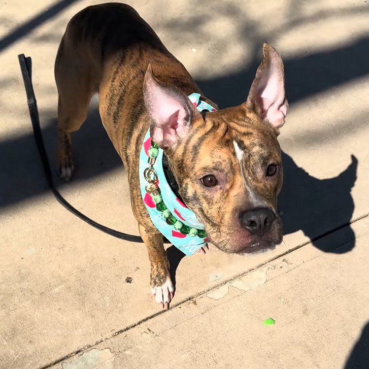 MyBoxerLuvMac1's tweet image. 💔Cosmo💔
#NYCACC #250676 1y
▪️ReListed TBK: 4/16💉 
#RescueOnly

Precious sweetie's💔, arrived stray 17 days ago.
Energetic, smart darling w the FAB personality!
Has springs in his paws + epitomizes the word Fun!
Stressed in cell, becomes social the further he gets away from