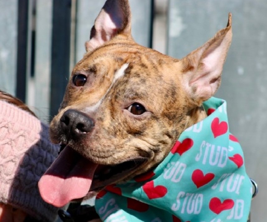 MyBoxerLuvMac1's tweet image. 💔Cosmo💔
#NYCACC #250676 1y
▪️ReListed TBK: 4/16💉 
#RescueOnly

Precious sweetie's💔, arrived stray 17 days ago.
Energetic, smart darling w the FAB personality!
Has springs in his paws + epitomizes the word Fun!
Stressed in cell, becomes social the further he gets away from
