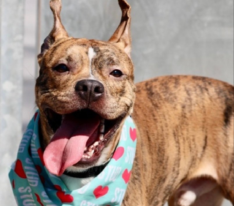 MyBoxerLuvMac1's tweet image. 💔Cosmo💔
#NYCACC #250676 1y
▪️ReListed TBK: 4/16💉 
#RescueOnly

Precious sweetie's💔, arrived stray 17 days ago.
Energetic, smart darling w the FAB personality!
Has springs in his paws + epitomizes the word Fun!
Stressed in cell, becomes social the further he gets away from