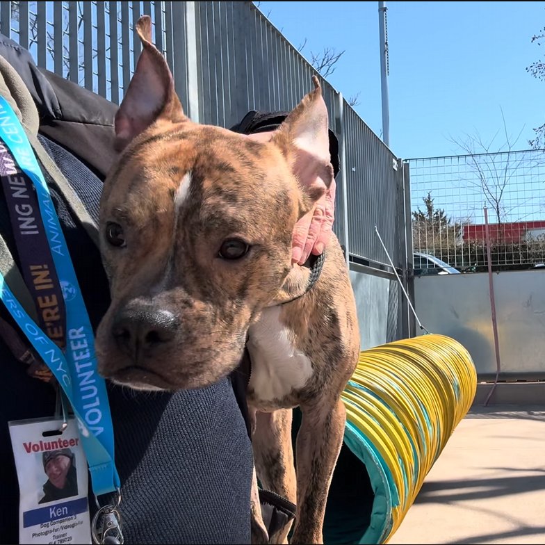 MyBoxerLuvMac1's tweet image. 💔Cosmo💔
#NYCACC #250676 1y
▪️ReListed TBK: 4/16💉 
#RescueOnly

Precious sweetie's💔, arrived stray 17 days ago.
Energetic, smart darling w the FAB personality!
Has springs in his paws + epitomizes the word Fun!
Stressed in cell, becomes social the further he gets away from
