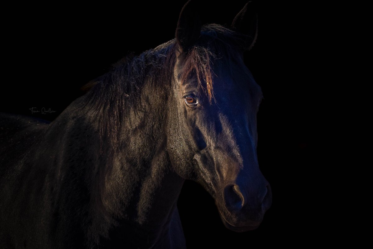 Tina Quillen Photography tweet media