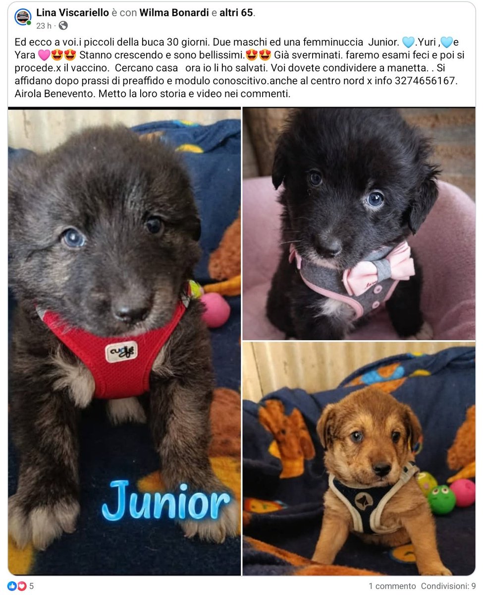 unonlus's tweet image. Non è giusto 😢😭 La gastro, una forma fulminea,  se li è portati via in un giorno. 💔💔💔 #Juri e #Junior non ci sono piu. La sorellina   #Raja al momento sta bene ... ma è necessario trovarle casa al più presto  🆘️🆘️
#lina ☎️ 327 4656167