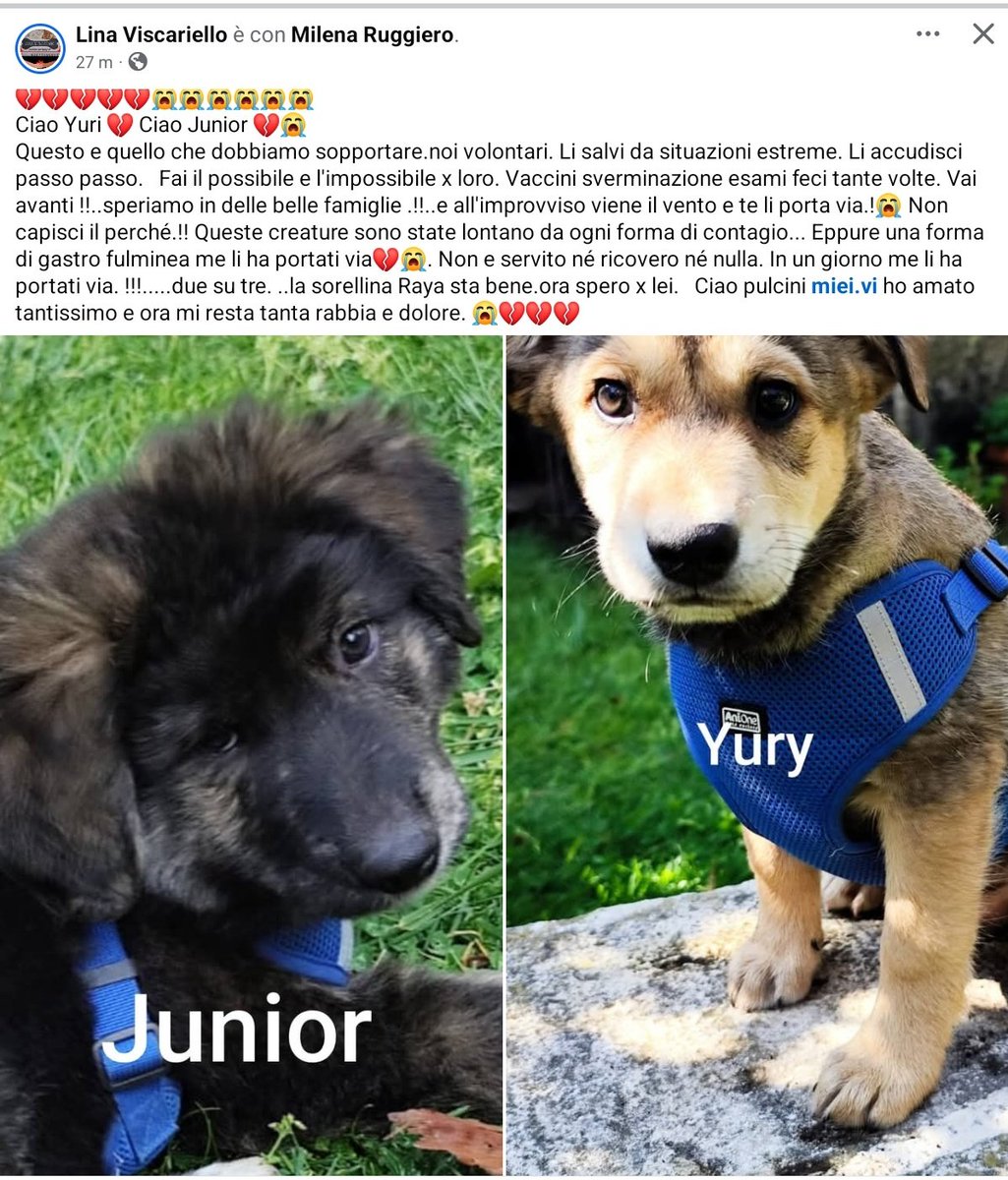 unonlus's tweet image. Non è giusto 😢😭 La gastro, una forma fulminea,  se li è portati via in un giorno. 💔💔💔 #Juri e #Junior non ci sono piu. La sorellina   #Raja al momento sta bene ... ma è necessario trovarle casa al più presto  🆘️🆘️
#lina ☎️ 327 4656167