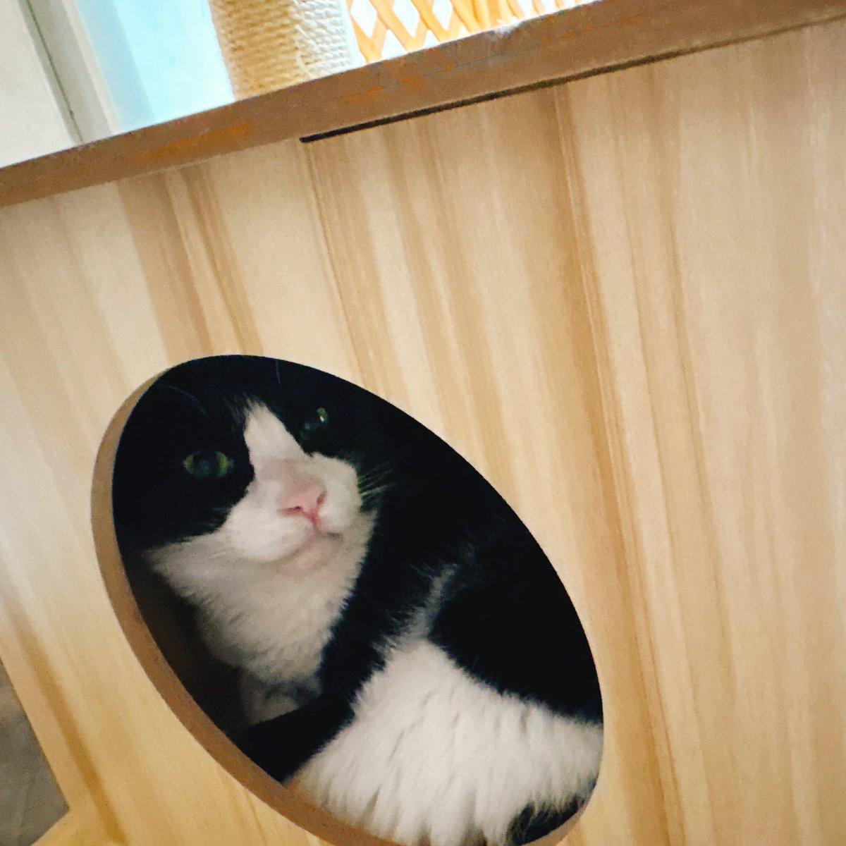 Sally22816's tweet photo. コレの前は下の段の大きいとこで寝てた。

#猫 https://t.co/R5XUcax0ot