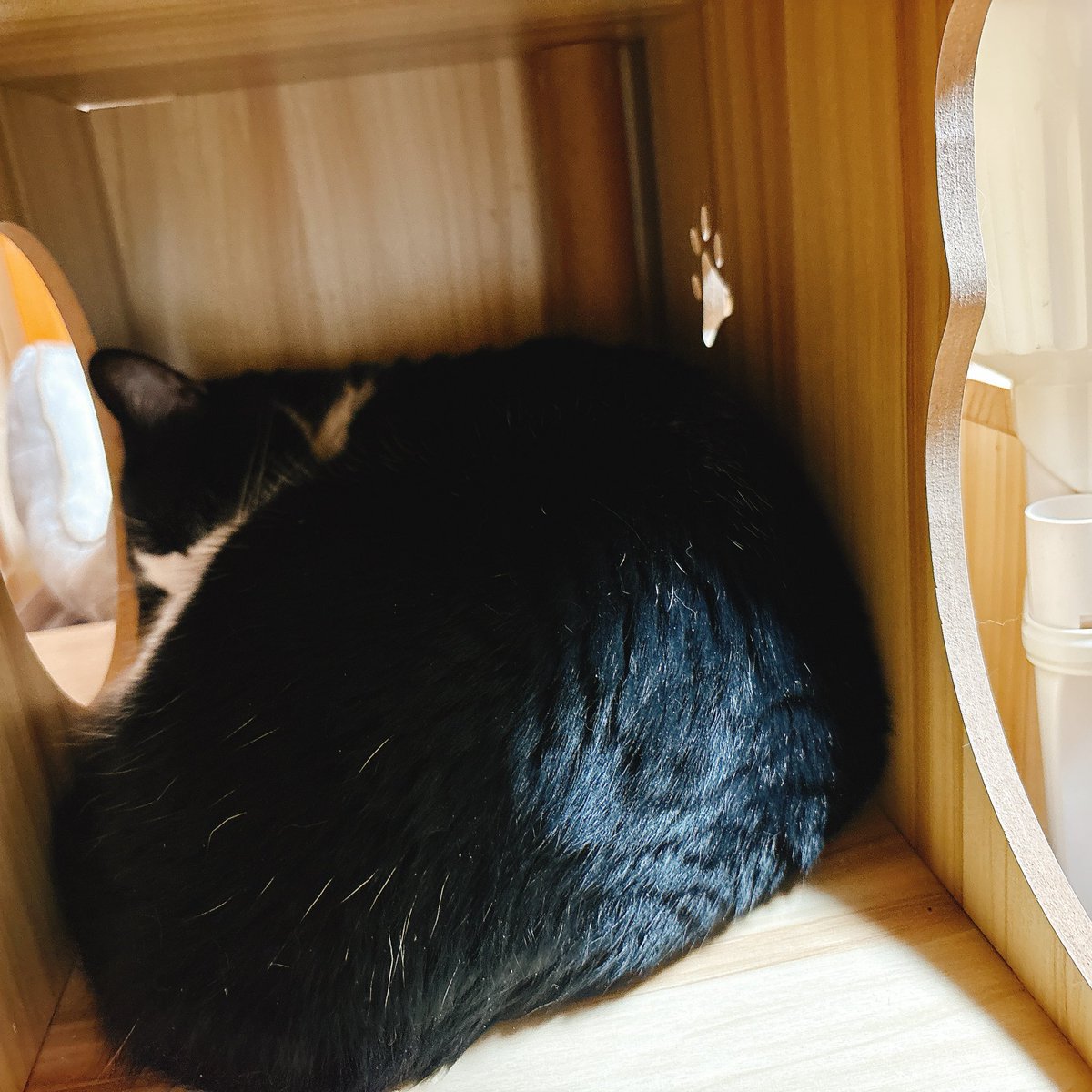 Sally22816's tweet photo. コレの前は下の段の大きいとこで寝てた。

#猫 https://t.co/R5XUcax0ot