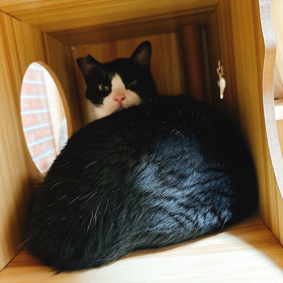 Sally22816's tweet photo. コレの前は下の段の大きいとこで寝てた。

#猫 https://t.co/R5XUcax0ot