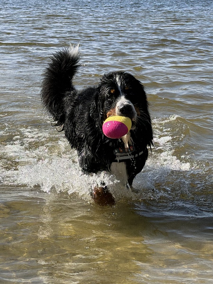 batamigo's tweet image. Iemand hier ervaring met #waterwerken met hond? #newfoundlander of #bernersennen ? Ik wil het graag met Oof gaan doen maar kan niet zelf het water om medische redenen.