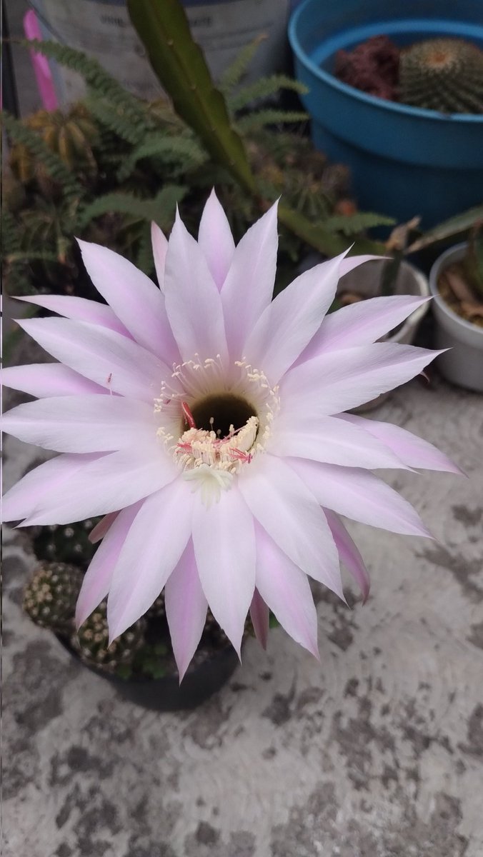 alberto barrientos tweet media