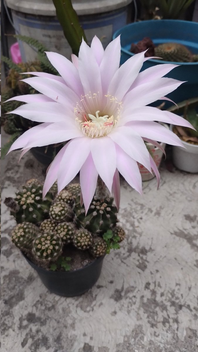 alberto barrientos tweet media