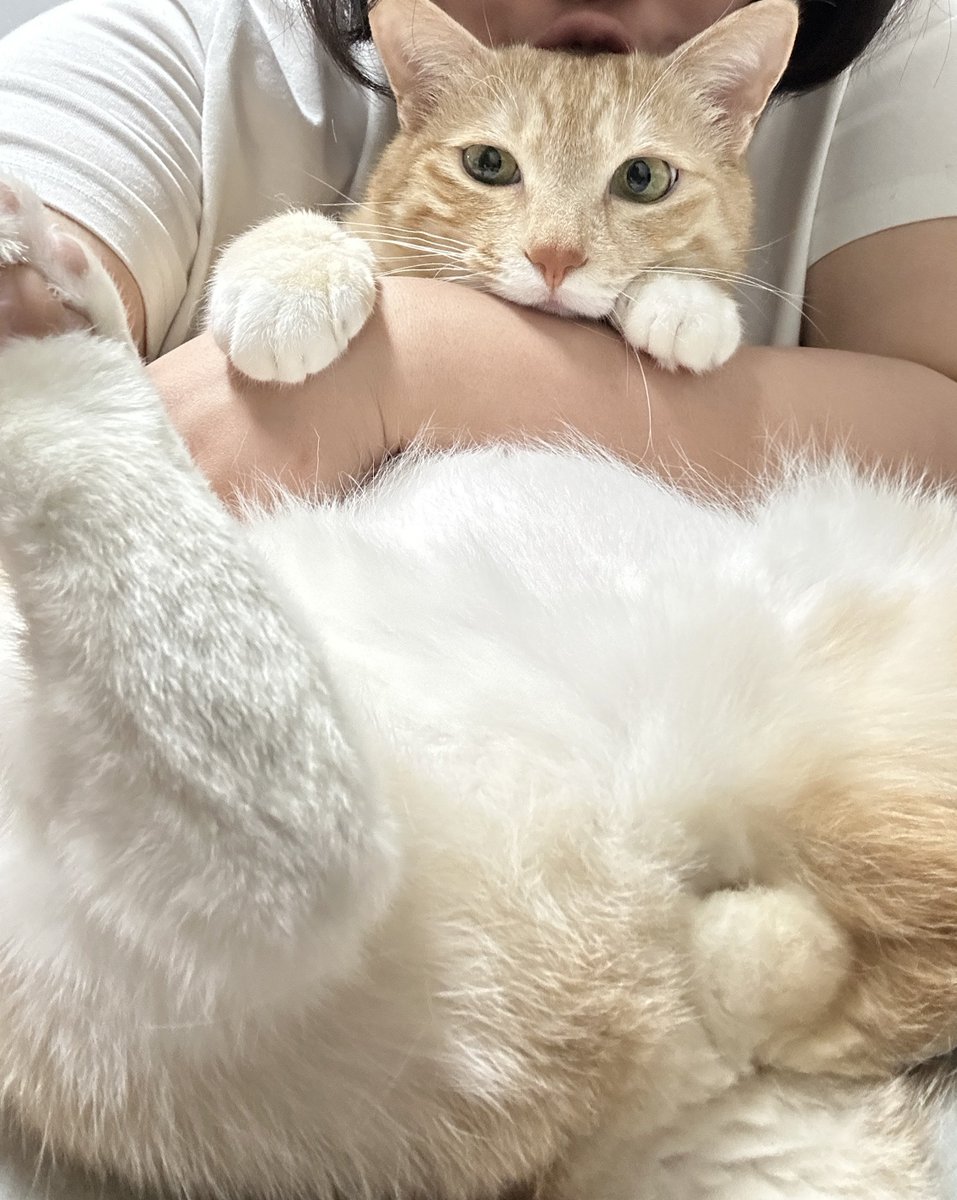 모모코코또또 tweet media