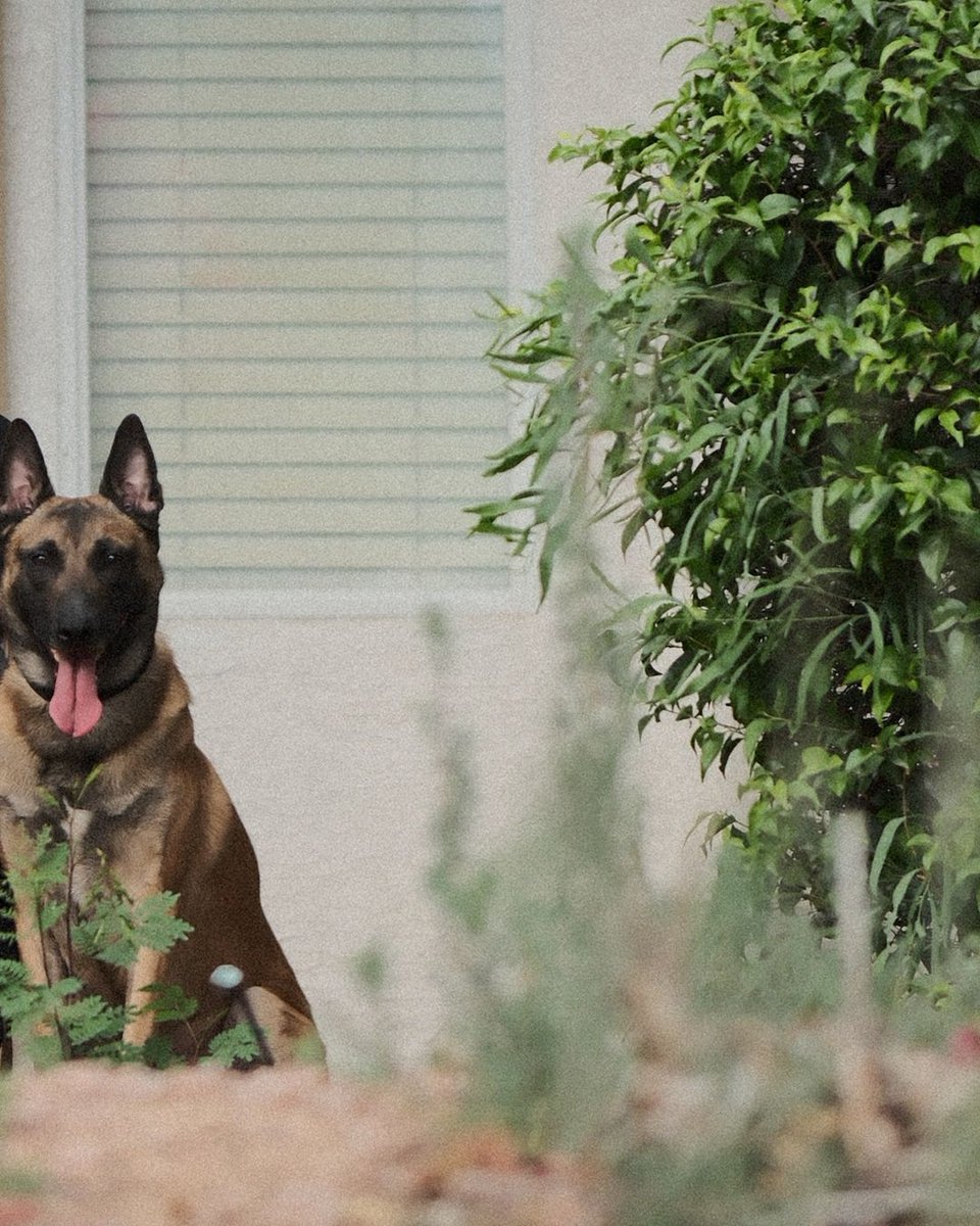 virehouse's tweet image. She's got her dogs and a new house, what more could a girl ask for?

Fujifilm
[Confidential Location] Arizona
Li Soto
New House Shoot

#newhouse #newhome #justagirl #dogmom