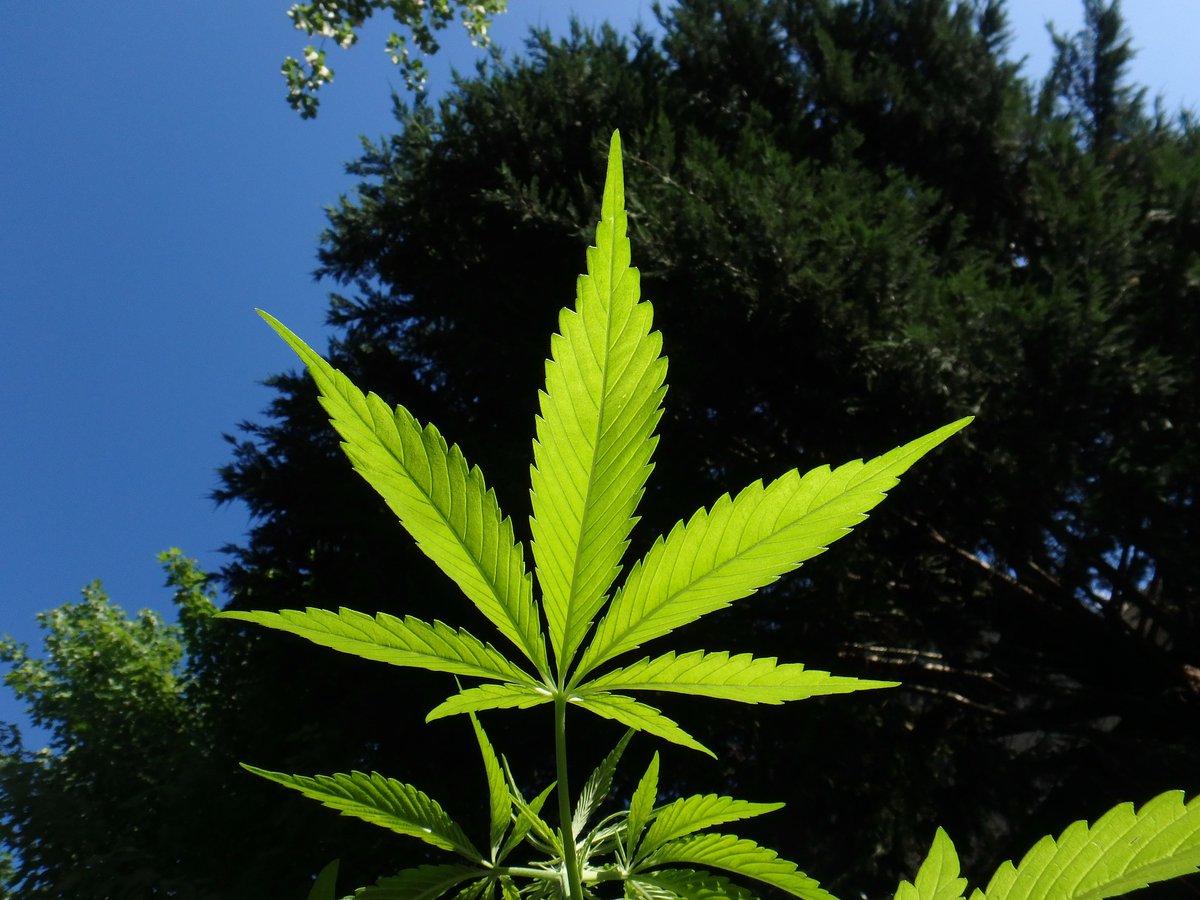 🤓☘️もっとPOT STUDY📝👩🏼‍🎓

☆攪拌(かくはん) : (Agitation)

物理的な接触を介して大麻の花から毛を取り除いて収穫する事を指します。
攪拌前に製品を凍結させることで、より攪拌の効果を上げることができます！

#もっとPOTSTUDY
#marijuana #CBD #THC mtbrs.net/ps_newsexpress…