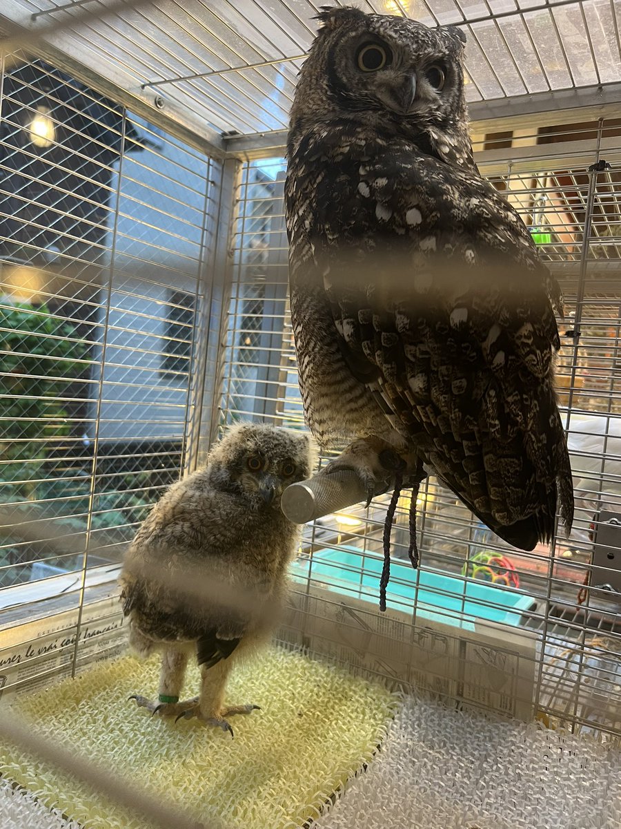 🦉✖️2🐦⬛、🐿️✖️2🐱🦎🐸の下僕(有馬) tweet media