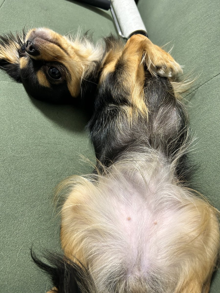 えーぼ【ポケカ塾】 tweet media