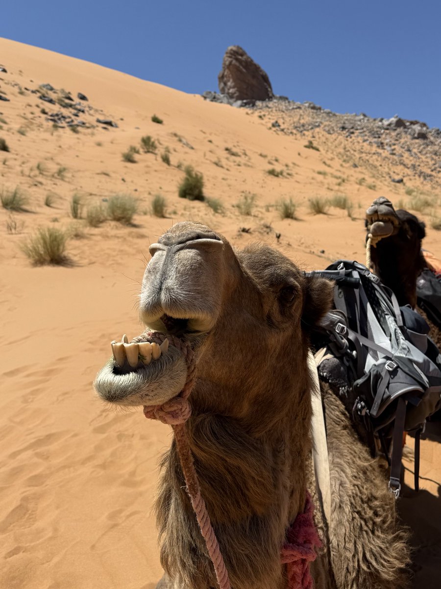 thetruebowser's tweet image. #transport #sahara #morocco