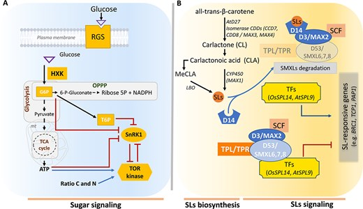 Hortres's tweet photo. Sugars & strigolactones are key plant signals. Their crosstalk shapes growth & stress responses. Insights for crop resilience! #PlantSignaling #SugarSLCrosstalk @OxfordJournals
Details: https://t.co/7ZNkIJEdXe https://t.co/LIrBNrv0LI