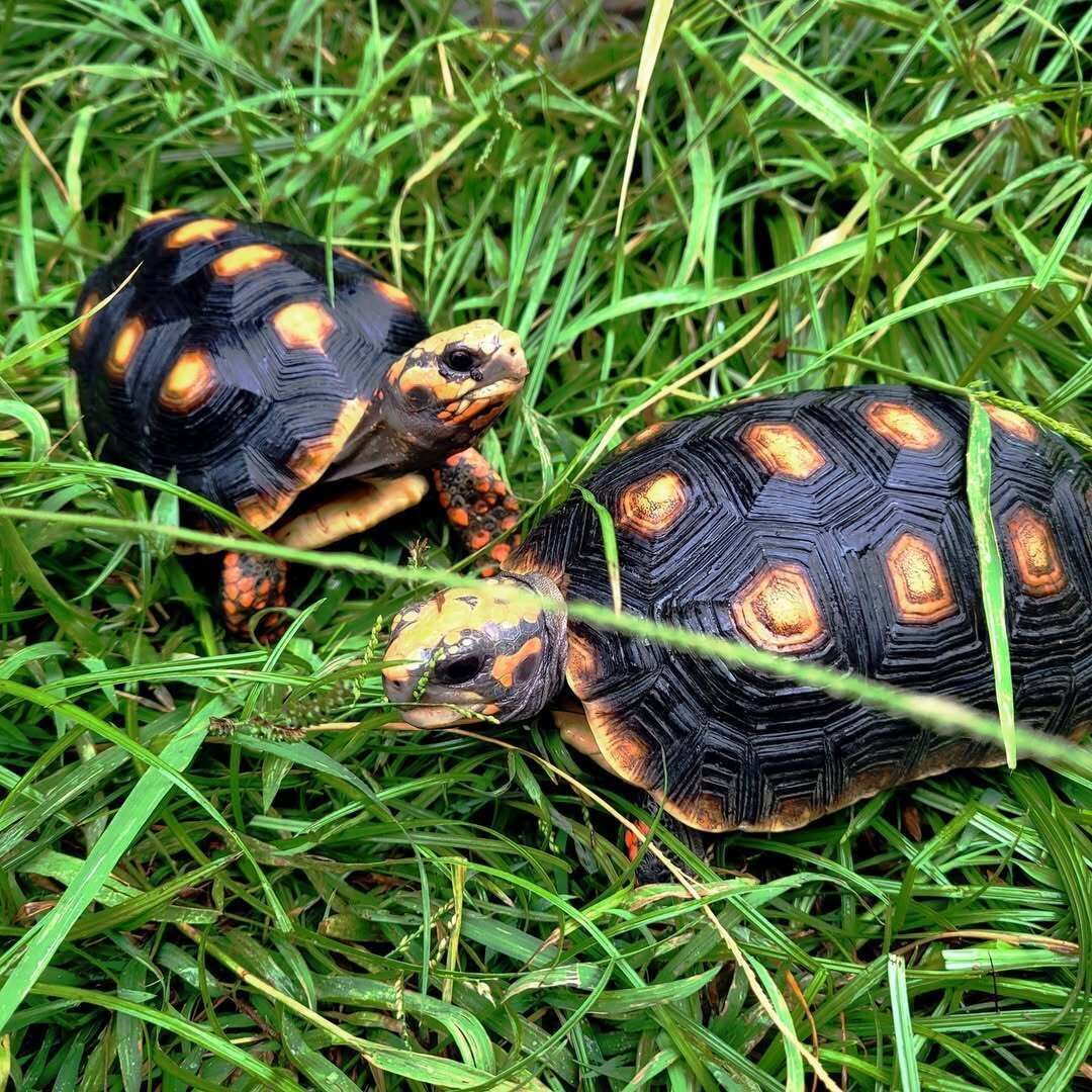 OnceInAWild's tweet photo. Don't let the hard shell fool you. Our red-footed tortoises are big softies!🐢They love to cuddle with each other while they sleep and never mind a friendly scratch on the back.💚

Follow us for more San Antonio animal experiences!

#OnceInaWildZoo #WeBringTheZooToYou https://t.co/c4hek7OQrj