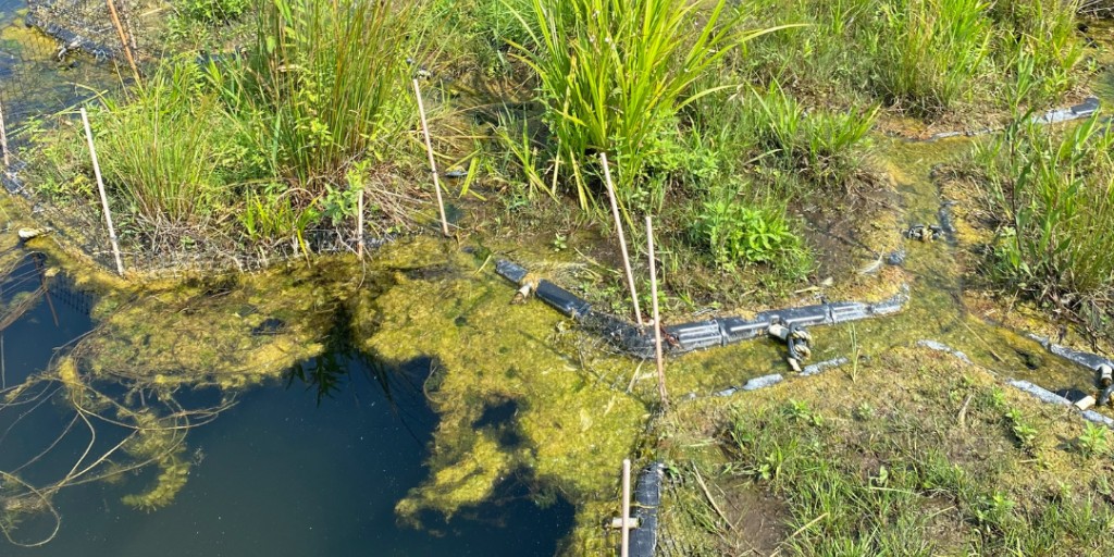 Brampton Grow Green tweet media