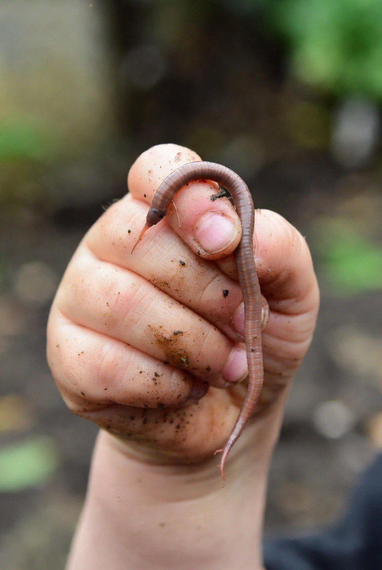 Typical boy morning 😂

Grandpa finds a worm → gives it to 2-year-old.  

1-year-old waddles over, grabs big brother’s shirt to steady himself…  

which somehow results in 2-year-old slapping me in the face with said worm 🪱🥴

#MomLife #ToddlerLife #ParentingHumor #FamilyFirst